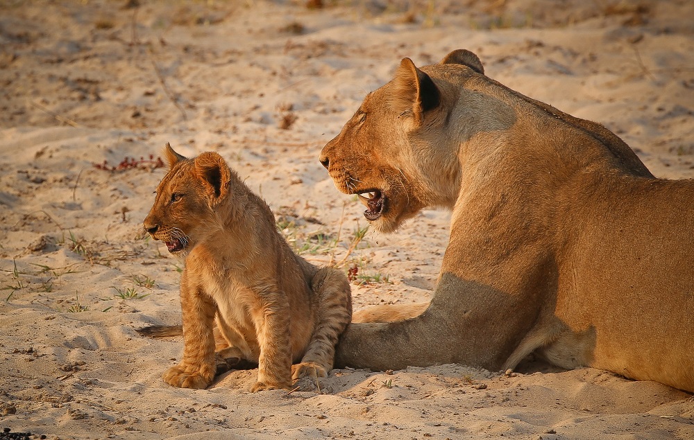 3-Day Chobe Camping Safari