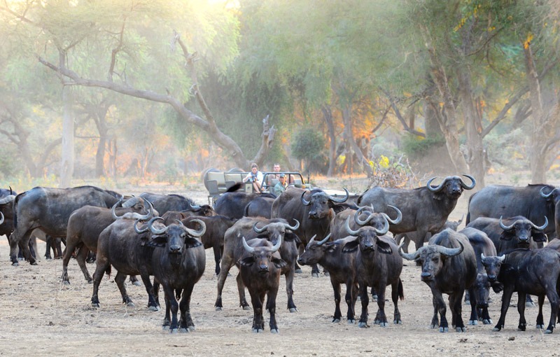 Zambezi Safari at Chiawa Camp & Old Mondoro