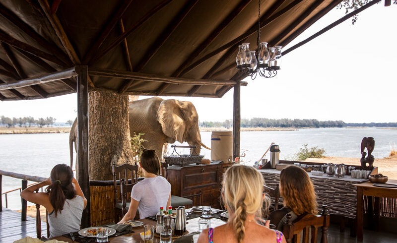 Zambezi Safari at Chiawa Camp & Old Mondoro